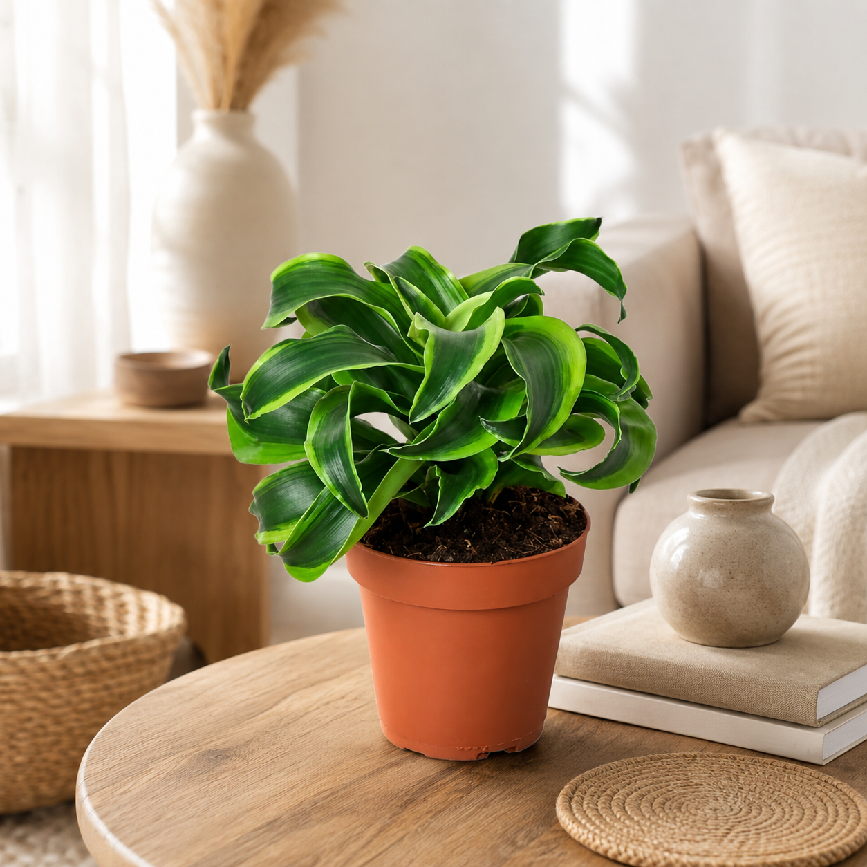 Dracaena 'Tornado Green' | Home Plant