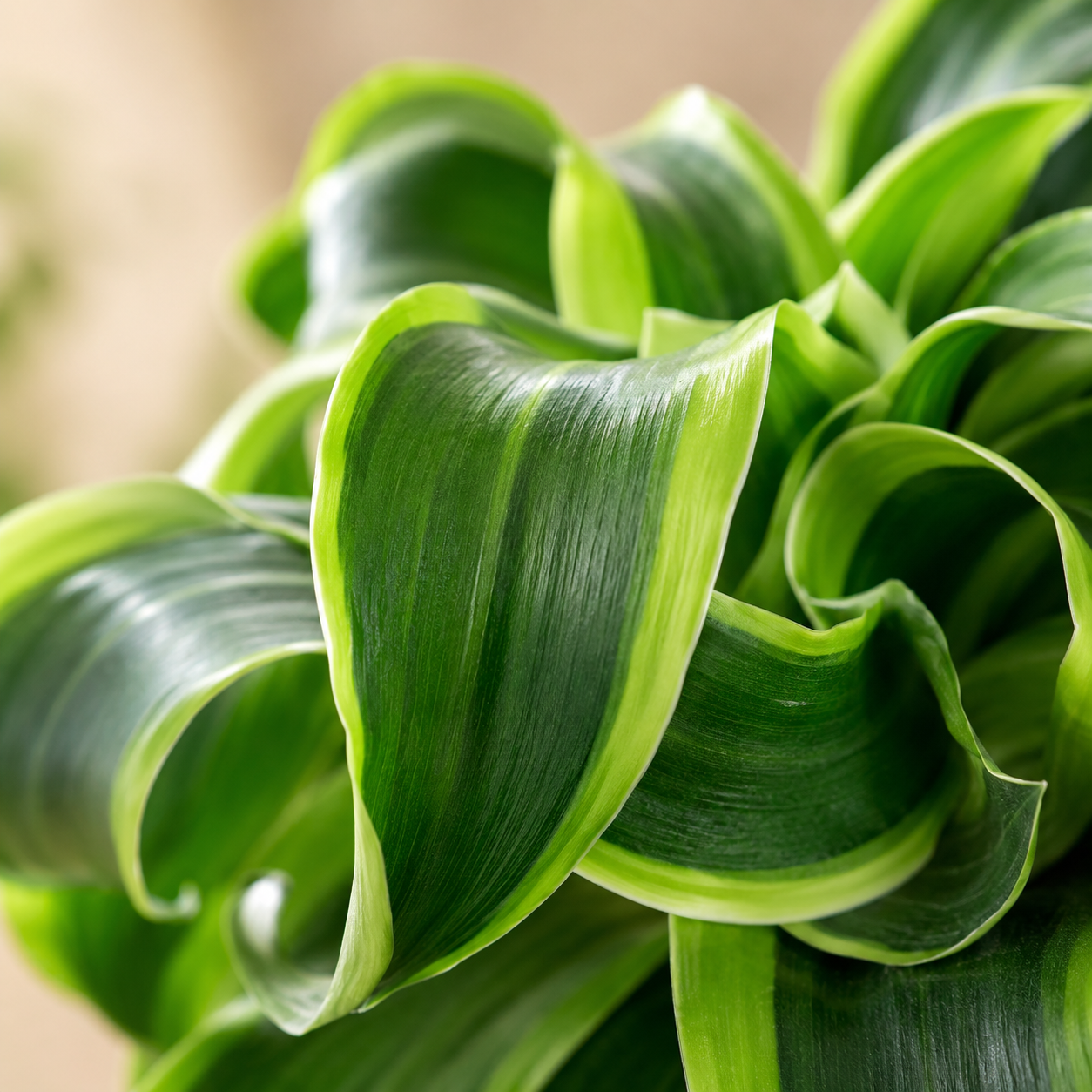 Dracaena 'Tornado Green' | Home Plant