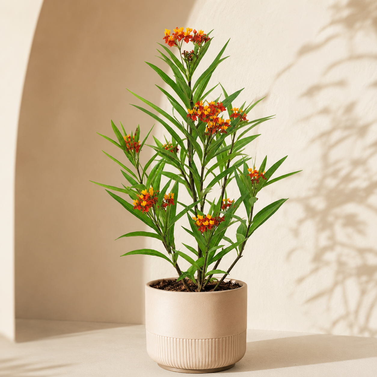Asclepias Bloodflower | Office Plant