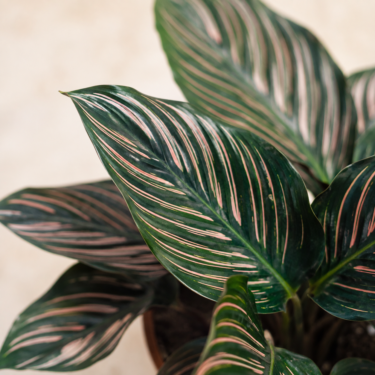Calathea 'Shine Star' | Home Plant