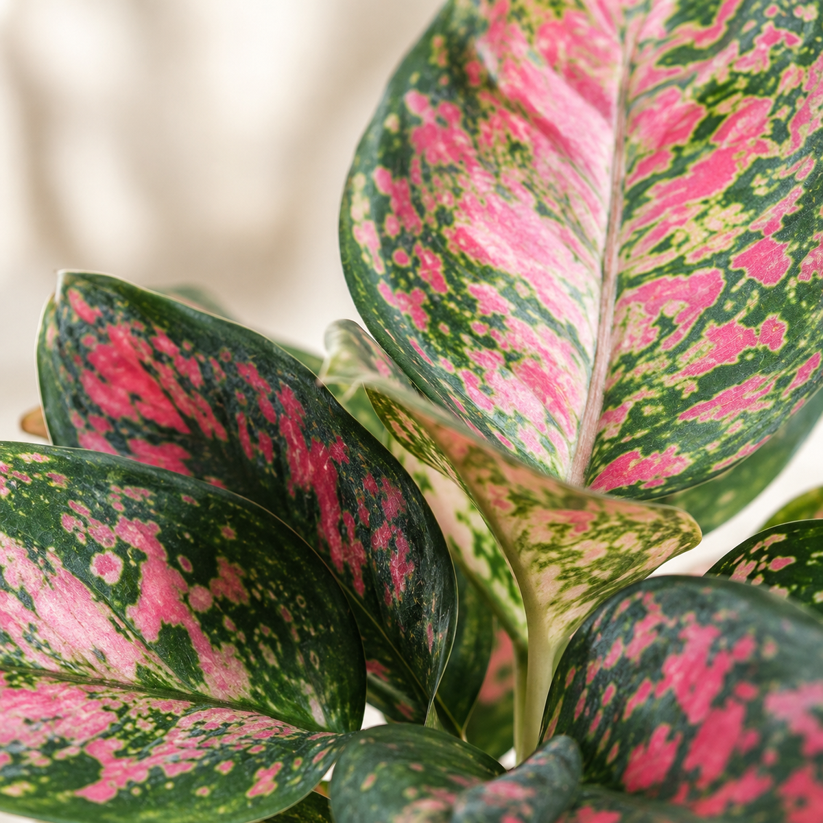 Aglaonema Ajamina | Gardening Plant