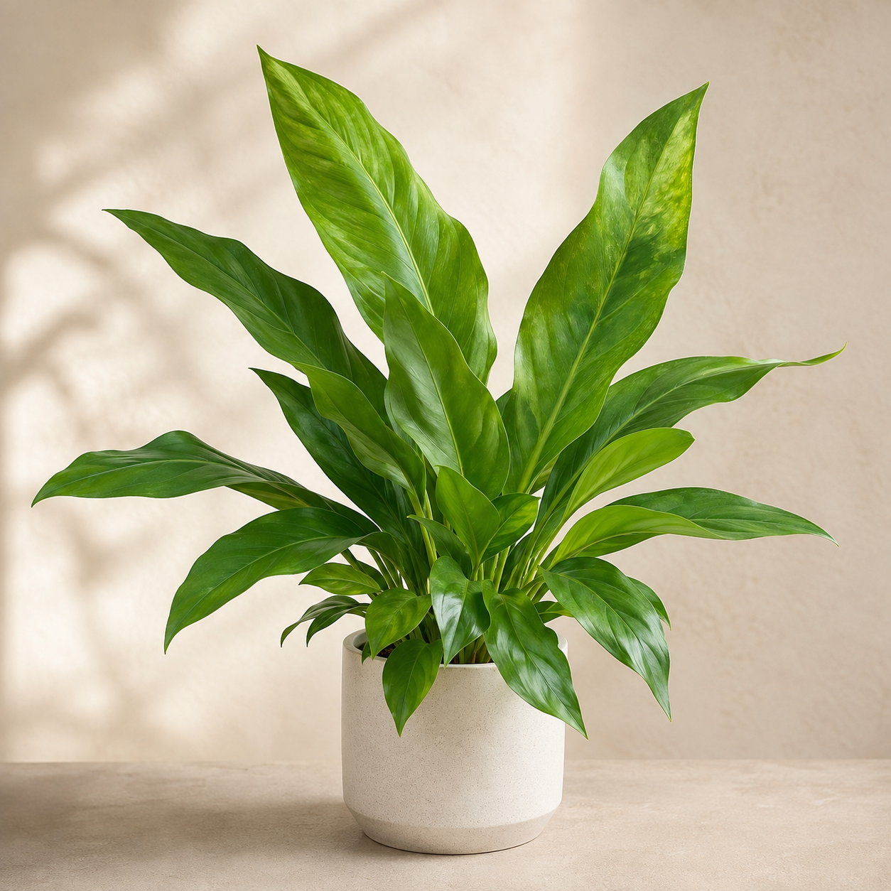 Anthurium Hookeri | Indoor Plant