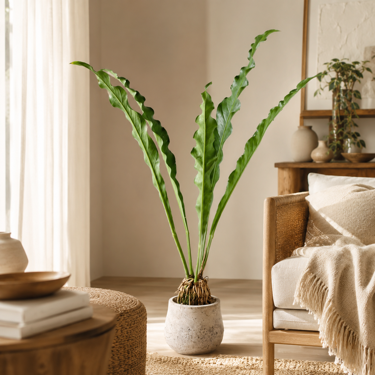 Anthurium Renaissance | Plant