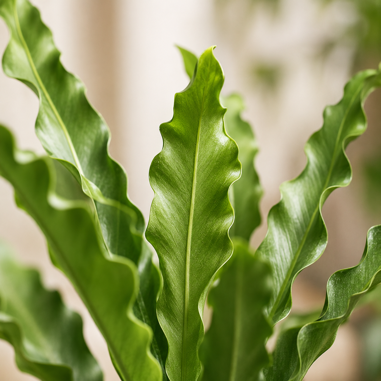 Anthurium Renaissance | Plant