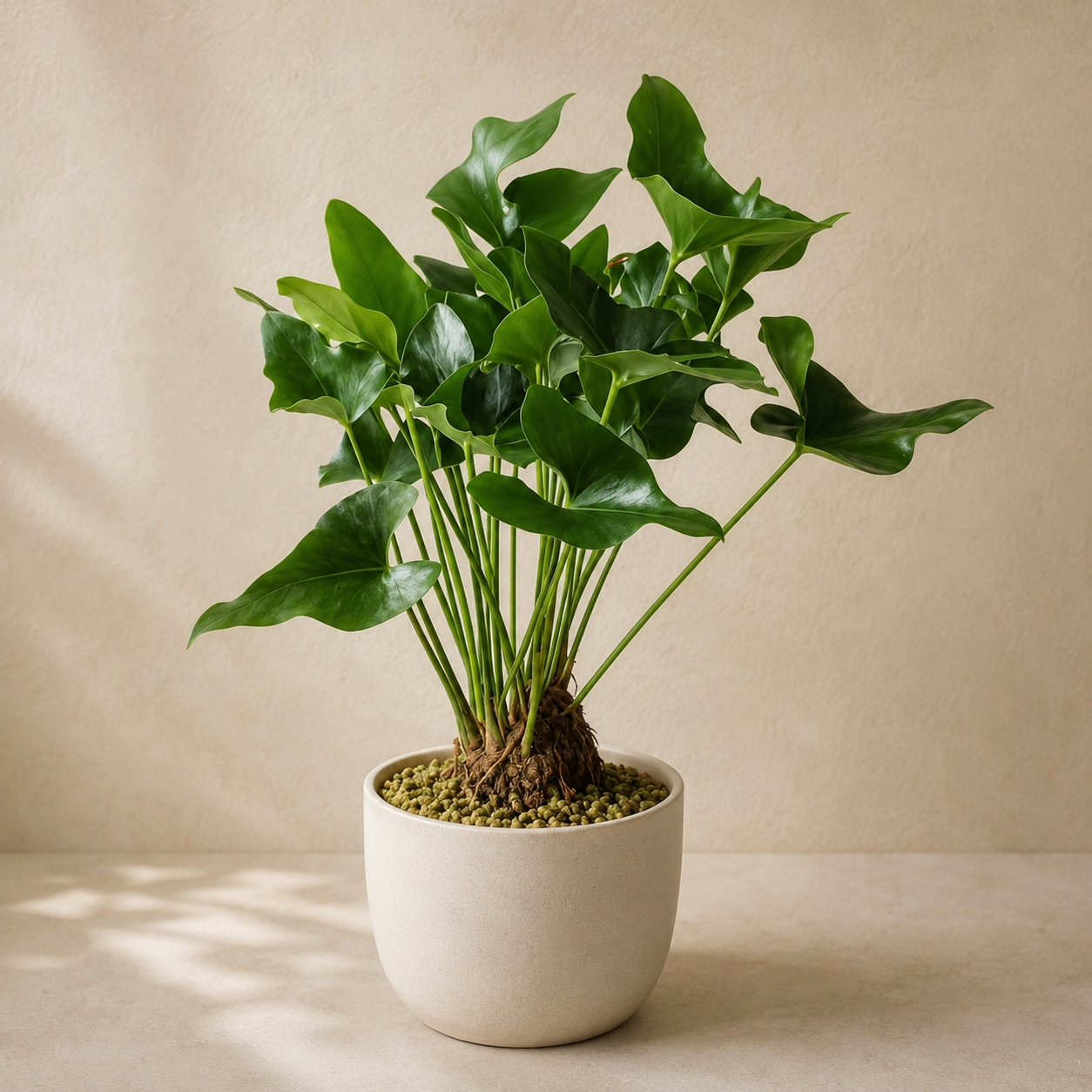 Anthurium Arrow | Office Plant