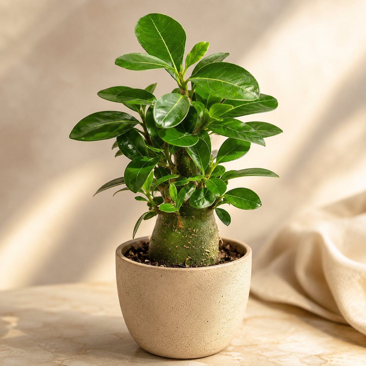 Adenium Obesum 沙漠玫瑰 富贵 | Plant