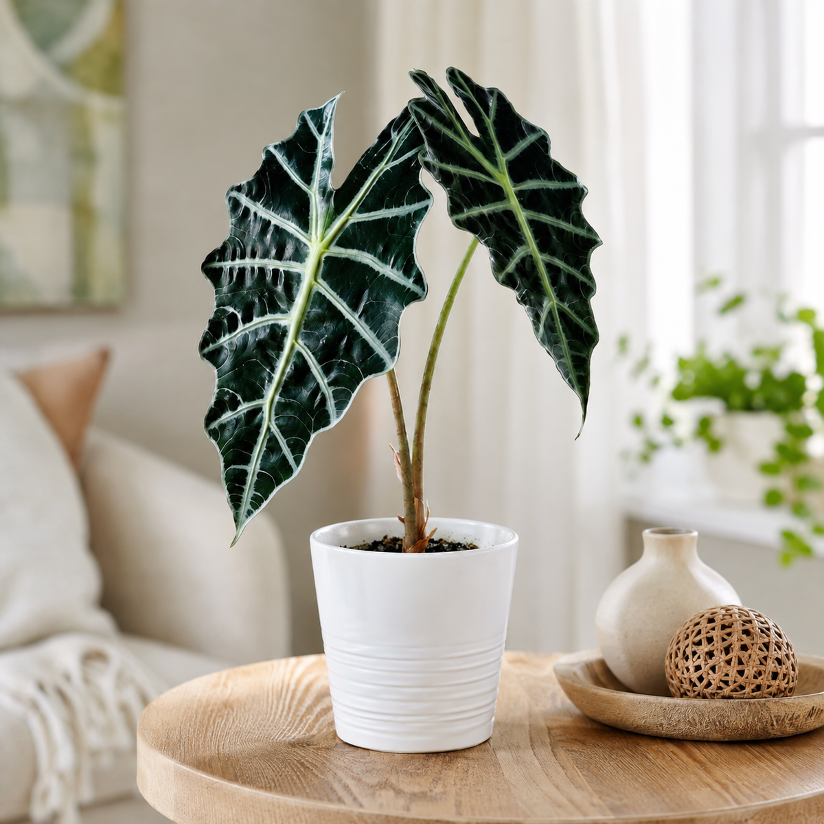 Alocasia Amazonia | Gardening Plant