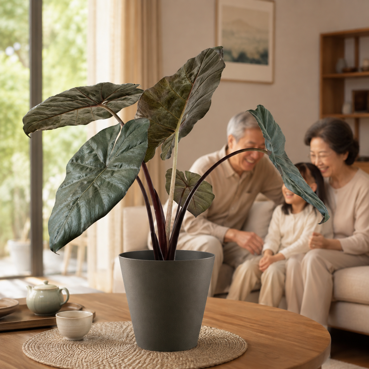 Alocasia 'Yucatan Princess' | Plant