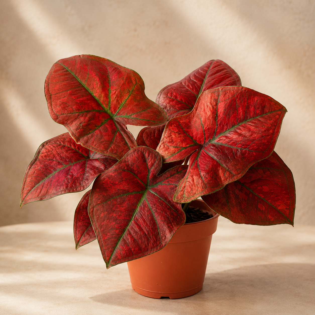 Caladium Festivia | Plant