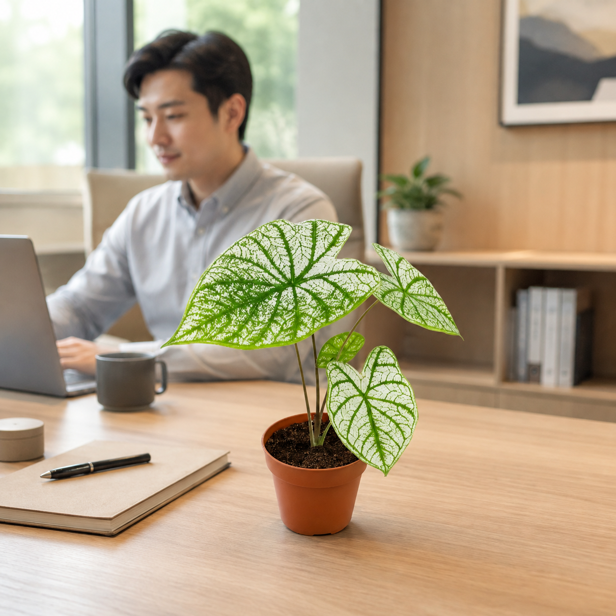 Caladium Green White | Office Plant