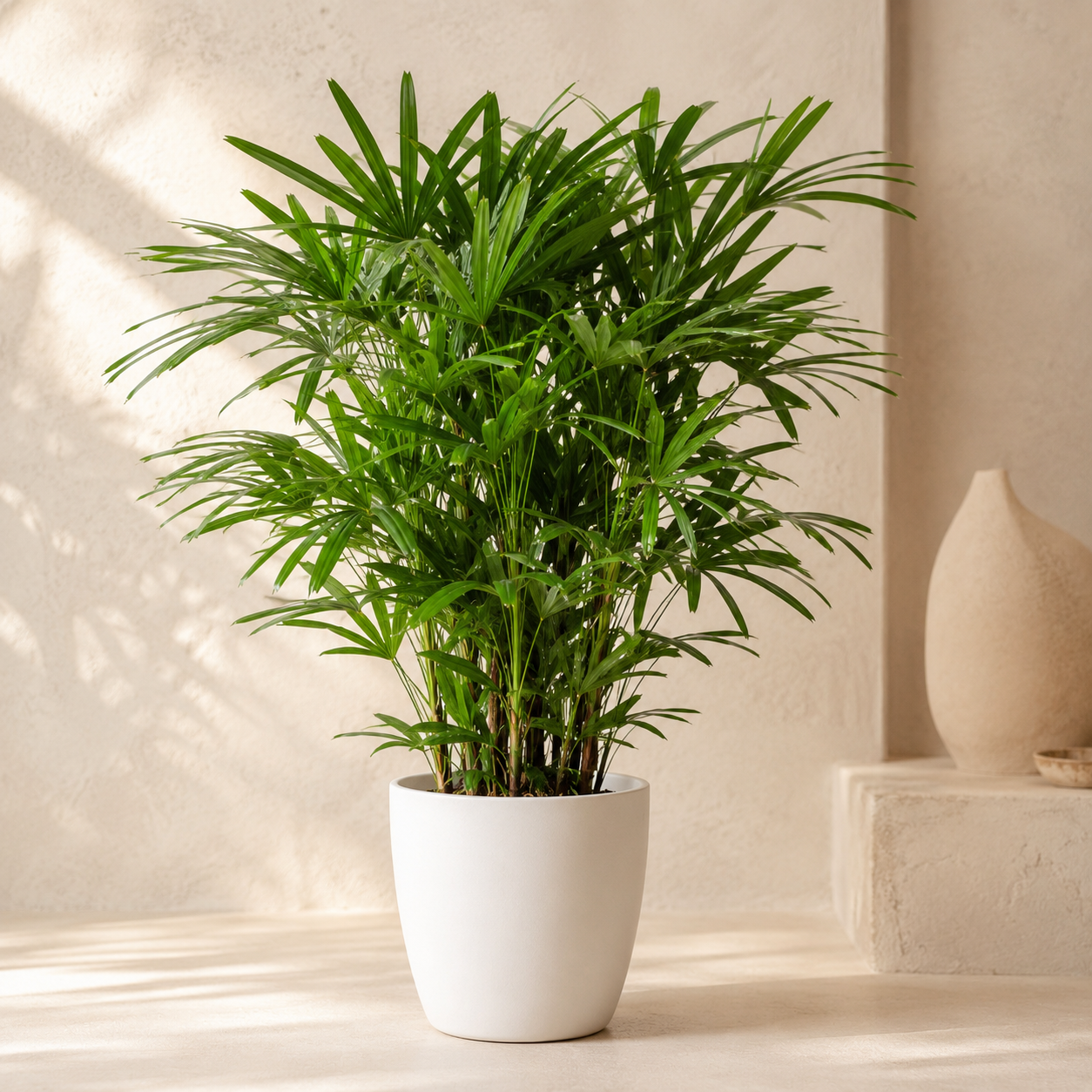 Rhapis Excelsa | Plant