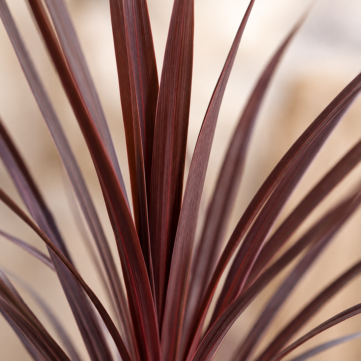 Cordyline 'Red Star' | Plant