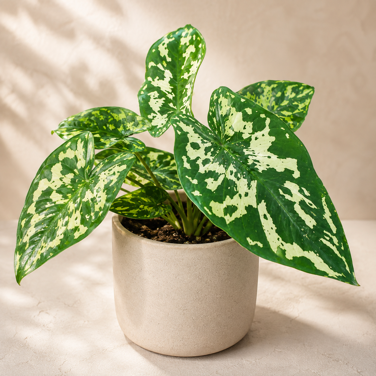 Colocasia 'Hilo Beauty' | Indoor Plant