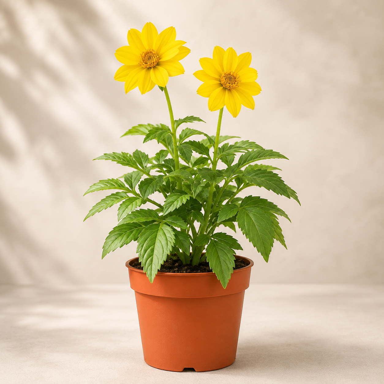 Dahlia Flower | Plant