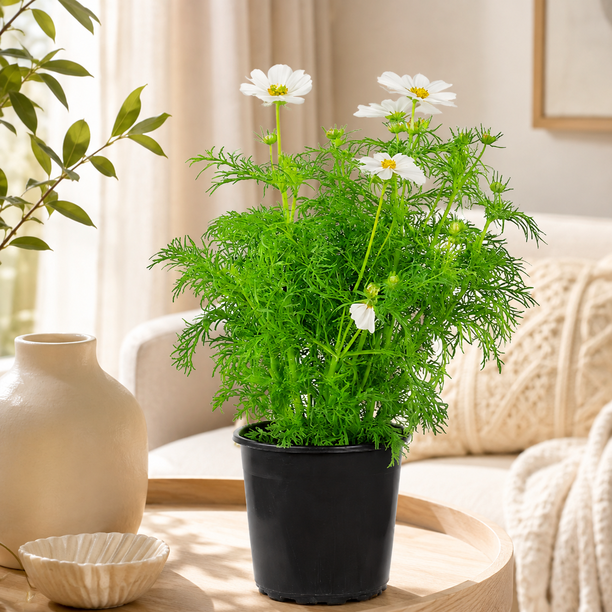 Cosmo White | Home Plant