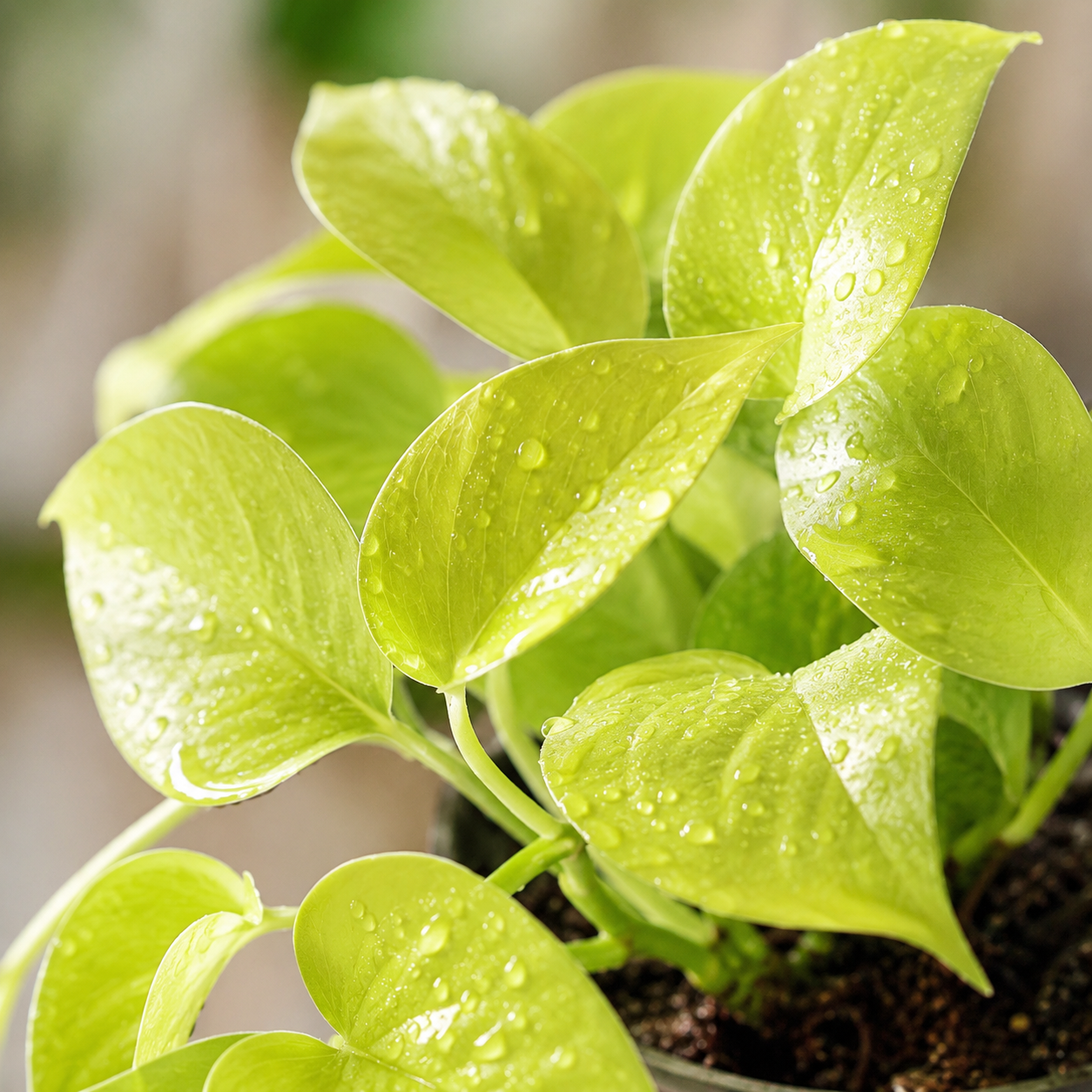 Epipremnum Aureum Money Plant 'Gold' | Home Plant