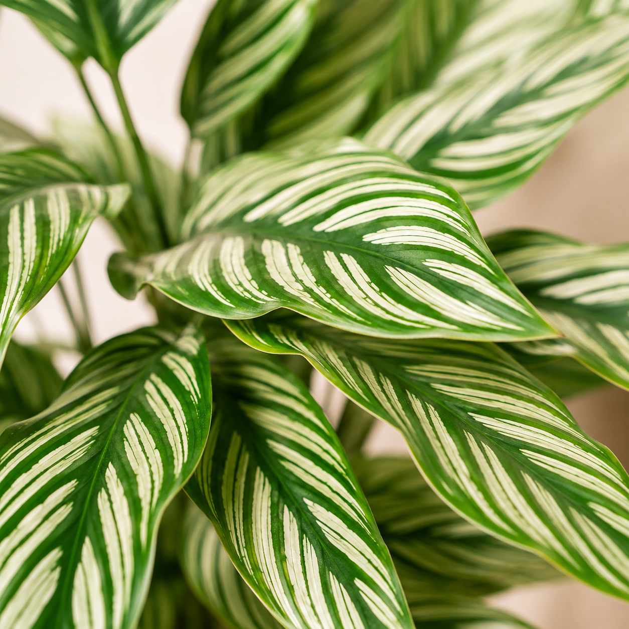 Calathea Elliptica 'Vittata' | Indoor Plant