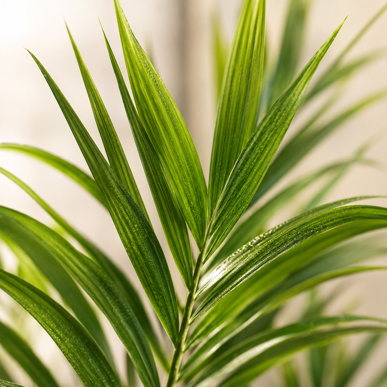 Cocos Nucifera | Gardening Plant
