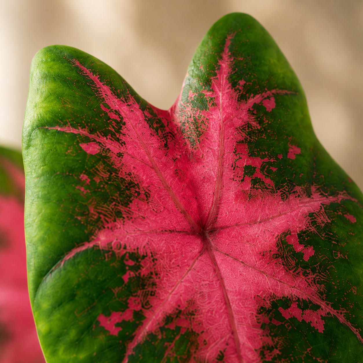 Caladium 'US Party Punch' | Plant
