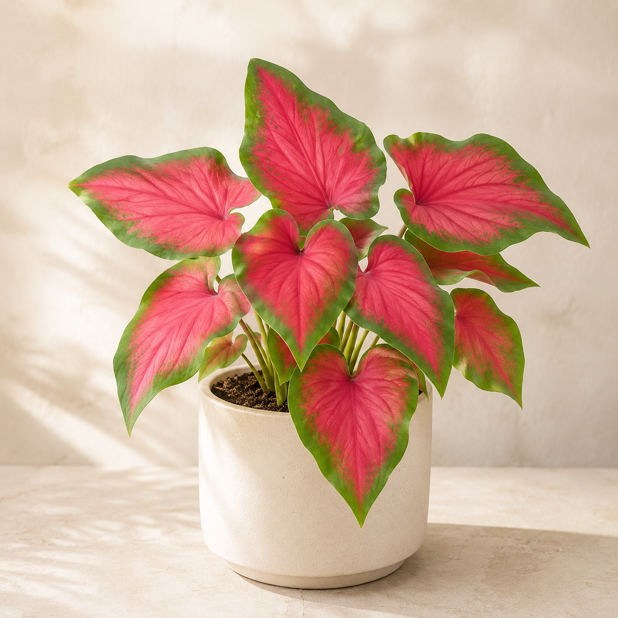 Caladium 'US Red Ruffles' | Home Plant