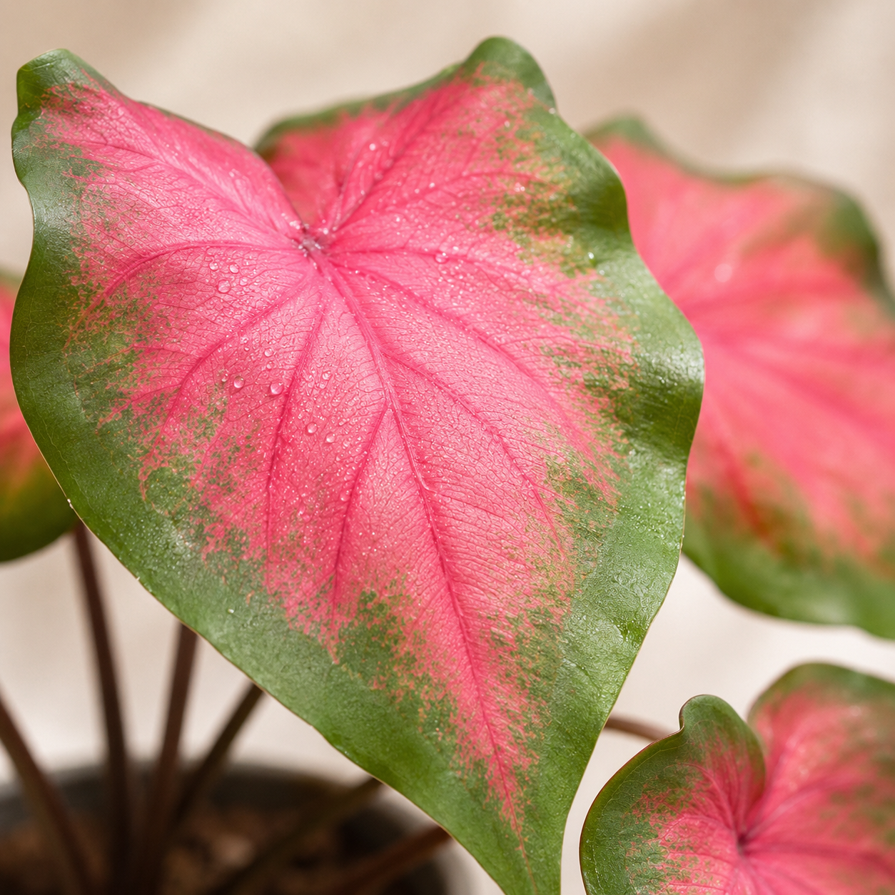 Caladium 'US Red Ruffles' | Home Plant