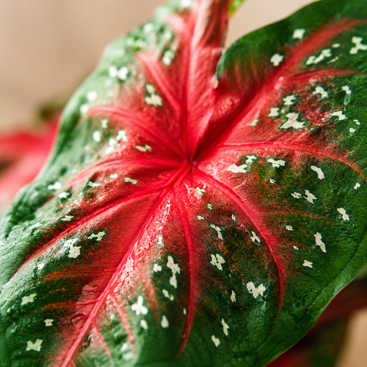 Caladium 'Red Star' | Indoor Plant