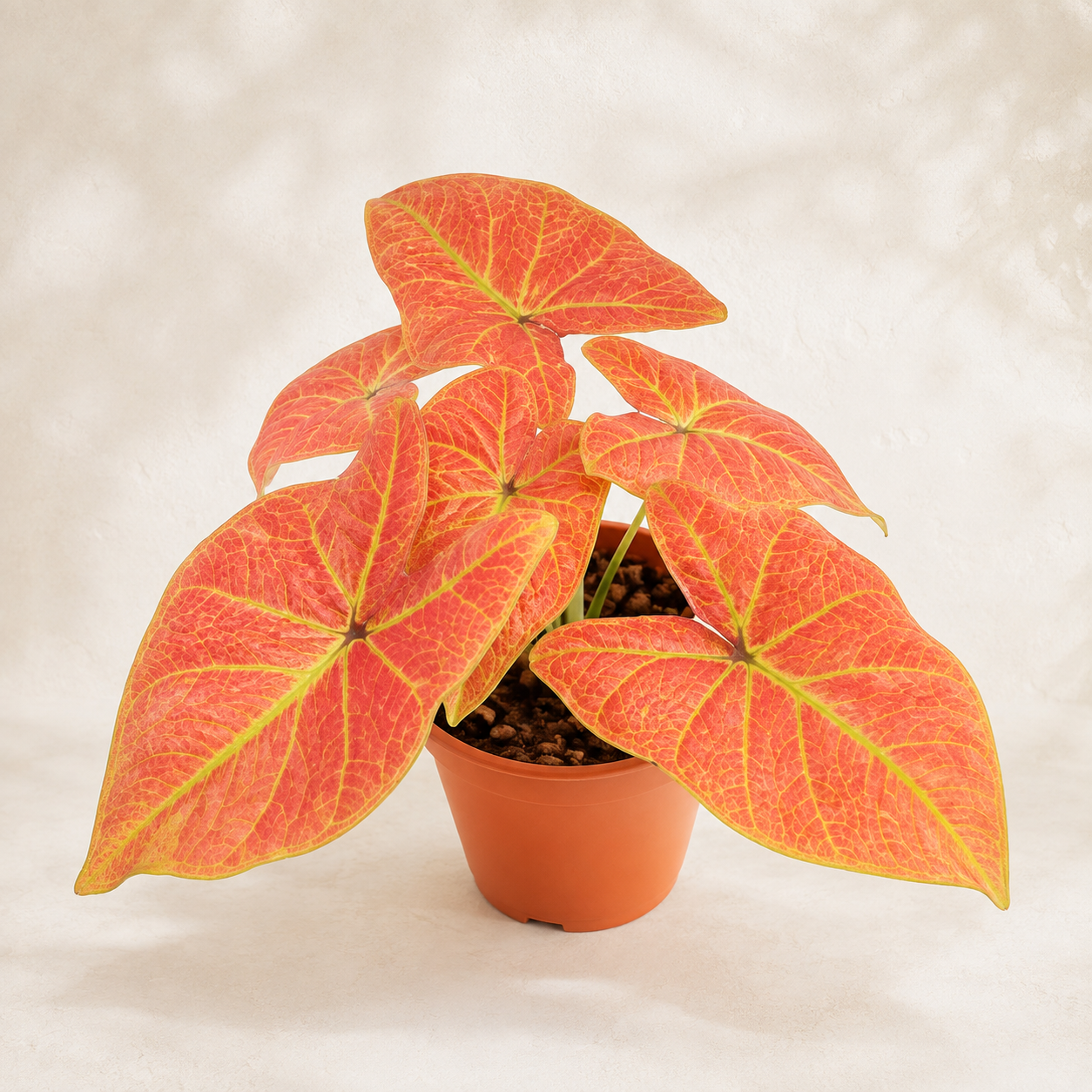 Caladium 'New Wave' | Office Plant