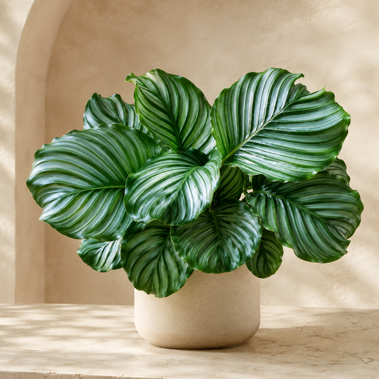Calathea Orbifolia | Indoor Plant