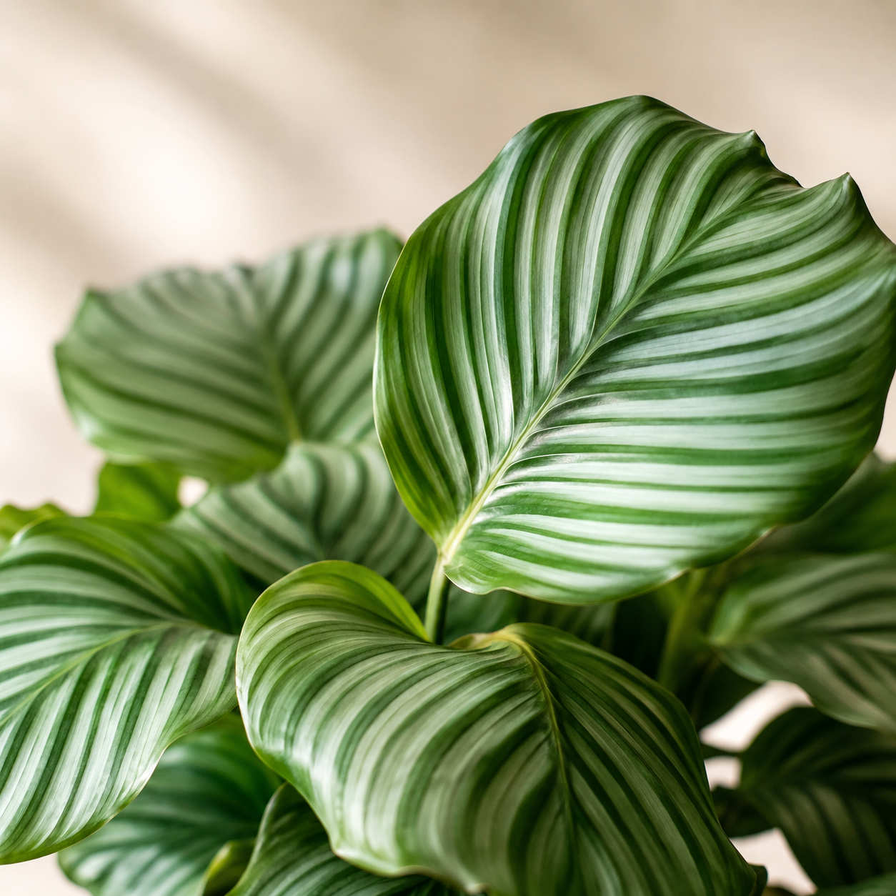 Calathea Orbifolia | Indoor Plant
