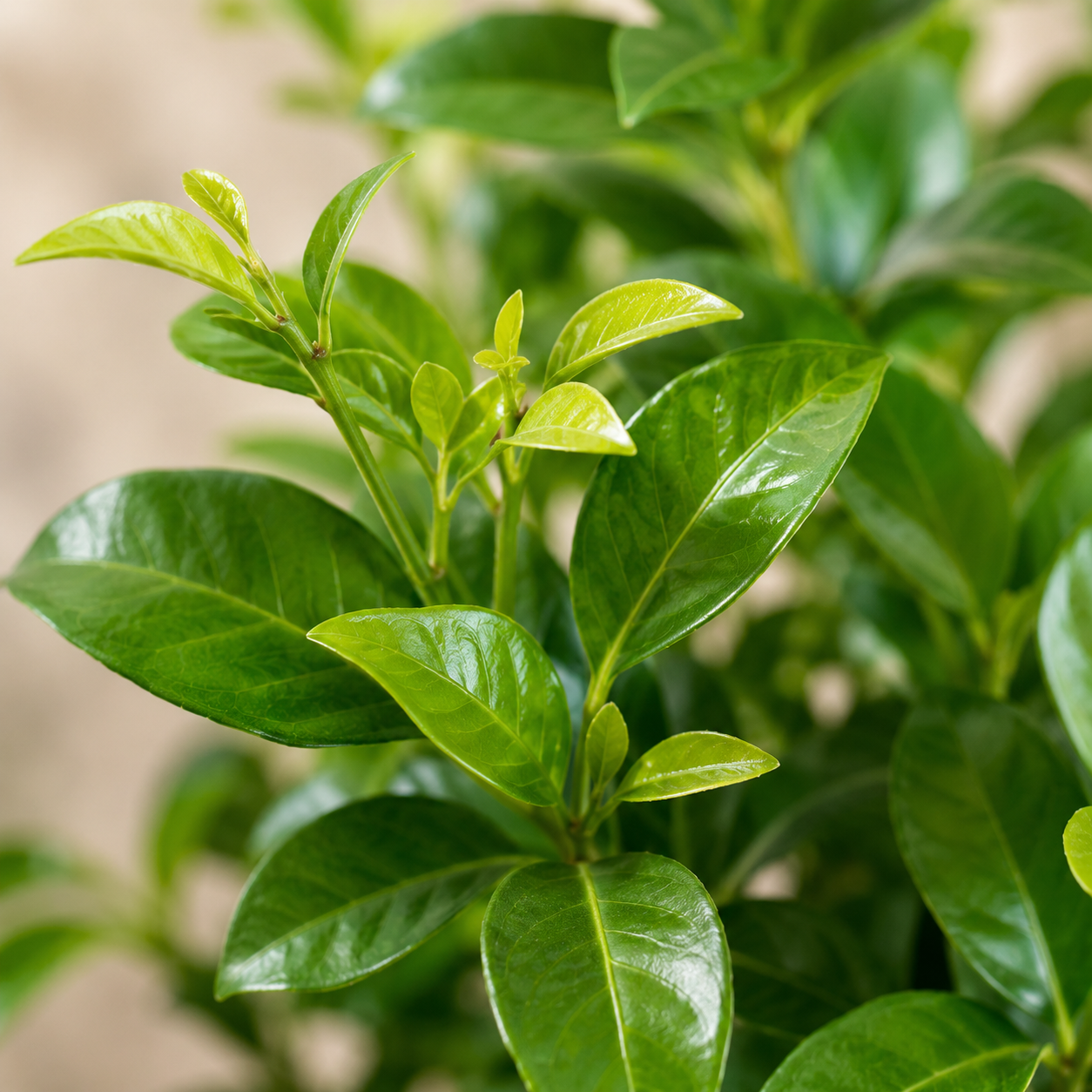 Murraya Exotica 九里香 | Home Plant