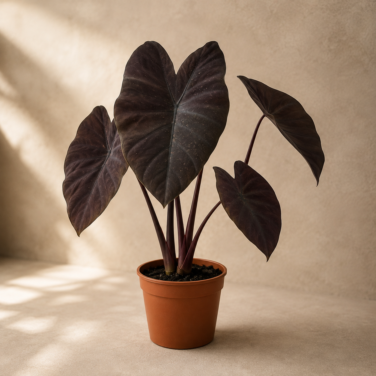 Colocasia 'Black Magic' | Gardening Plant