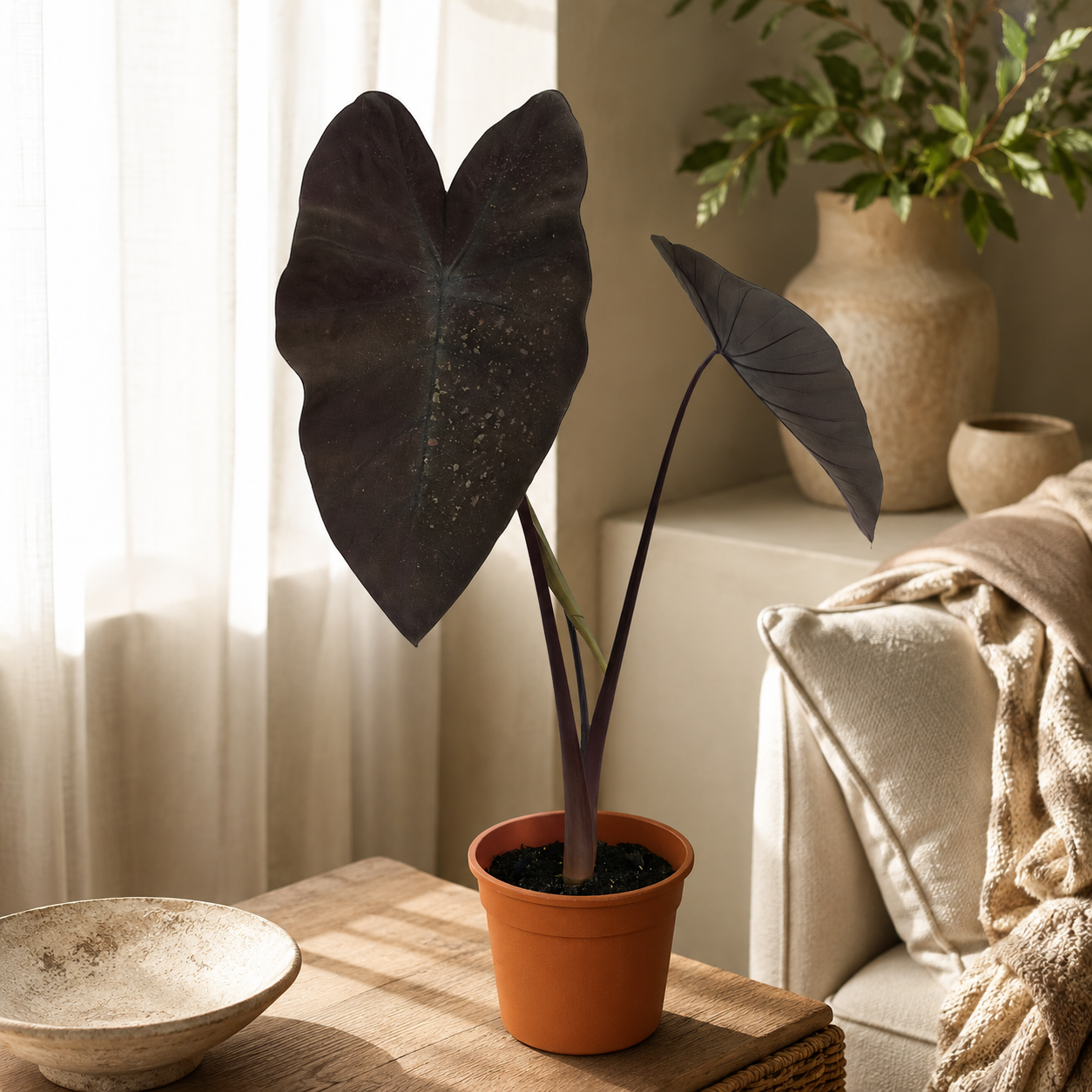 Colocasia 'Black Magic' | Gardening Plant