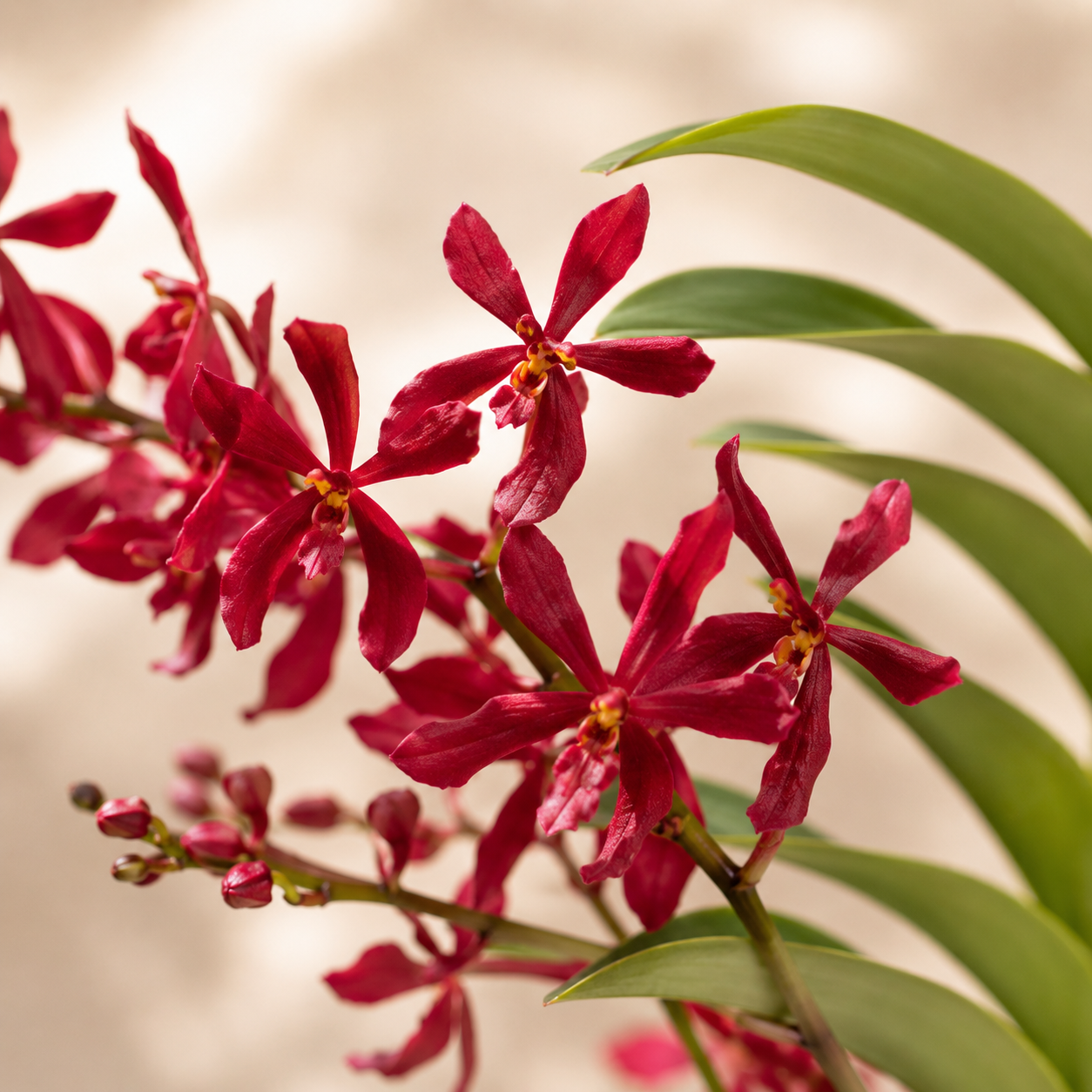 Aranthera Red | Indoor Plant