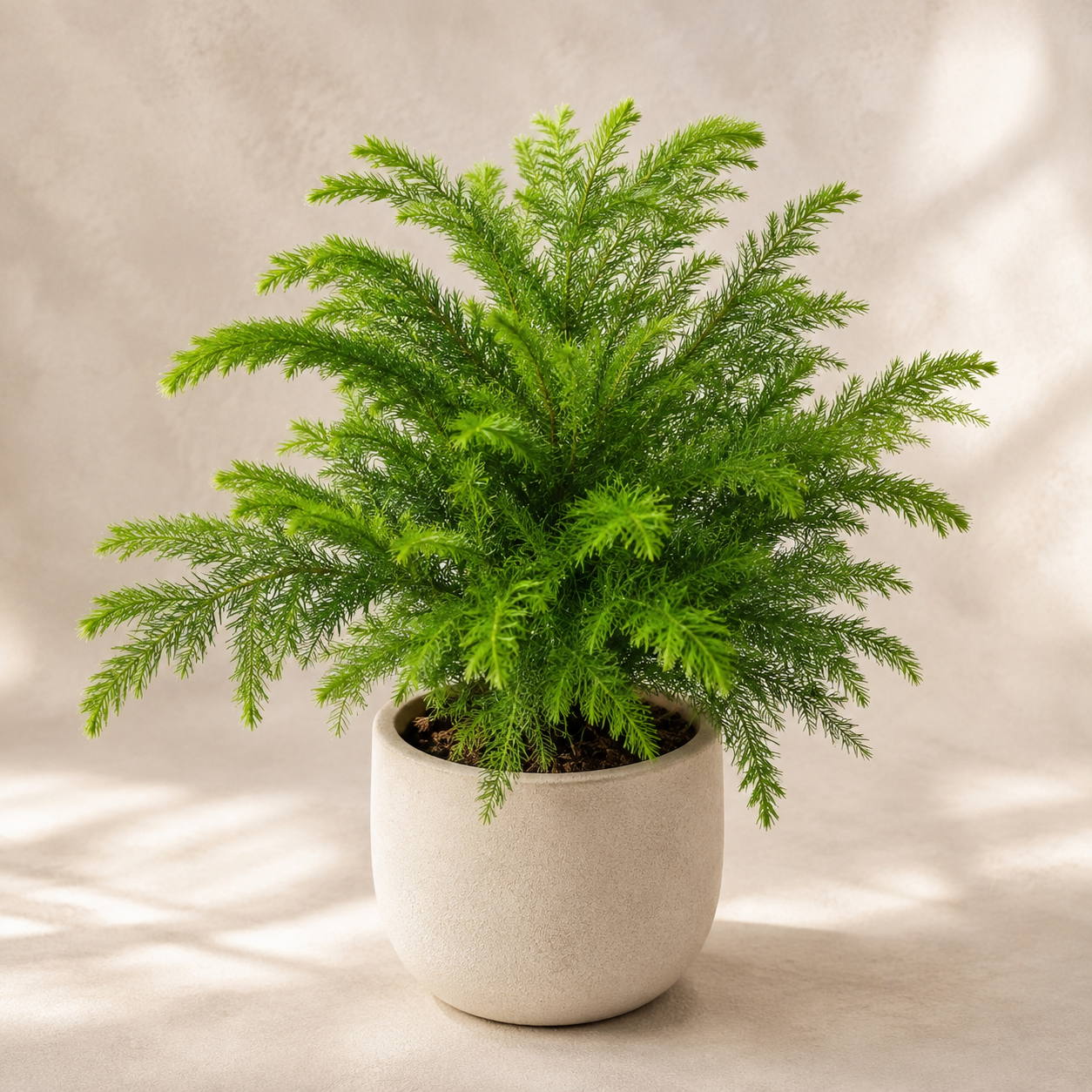 Araucaria Excelsa | Plant
