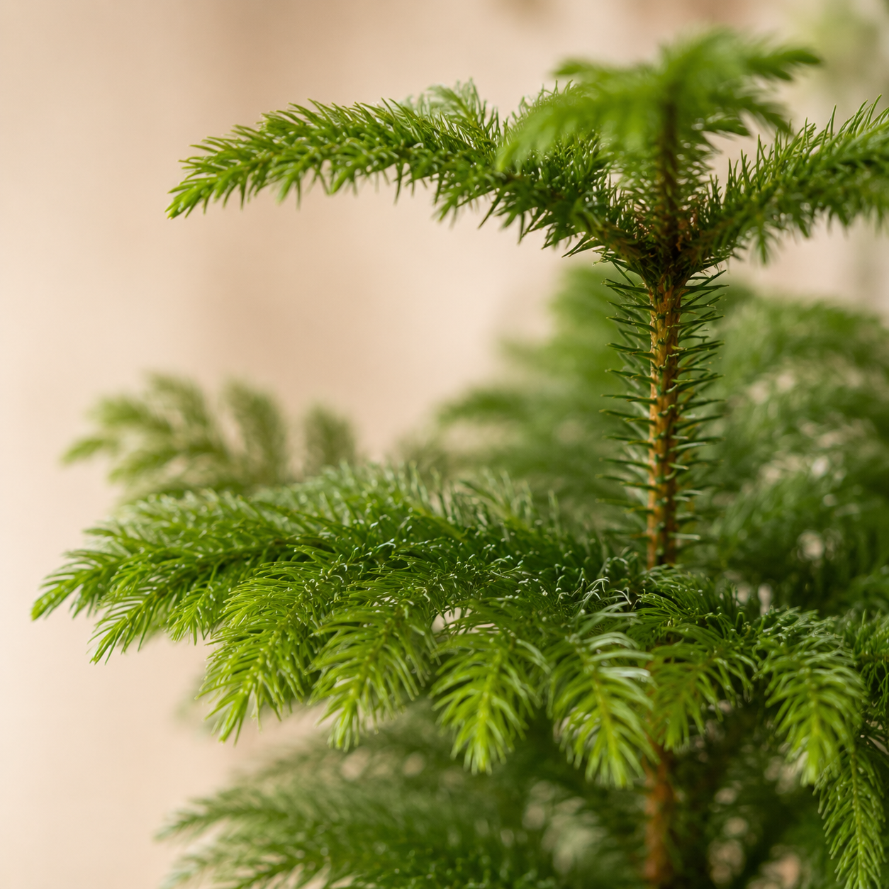 Christmas Tree Araucaria Heterophylla | Office Plant