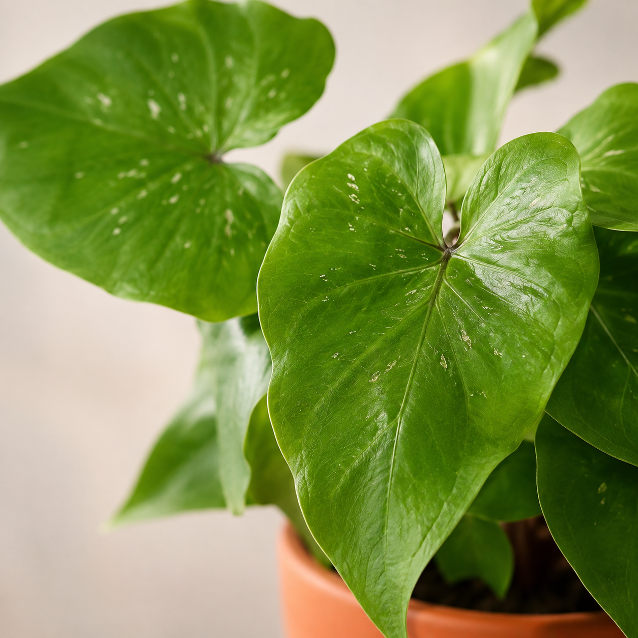 Caladium 'Peacock' | Home Plant