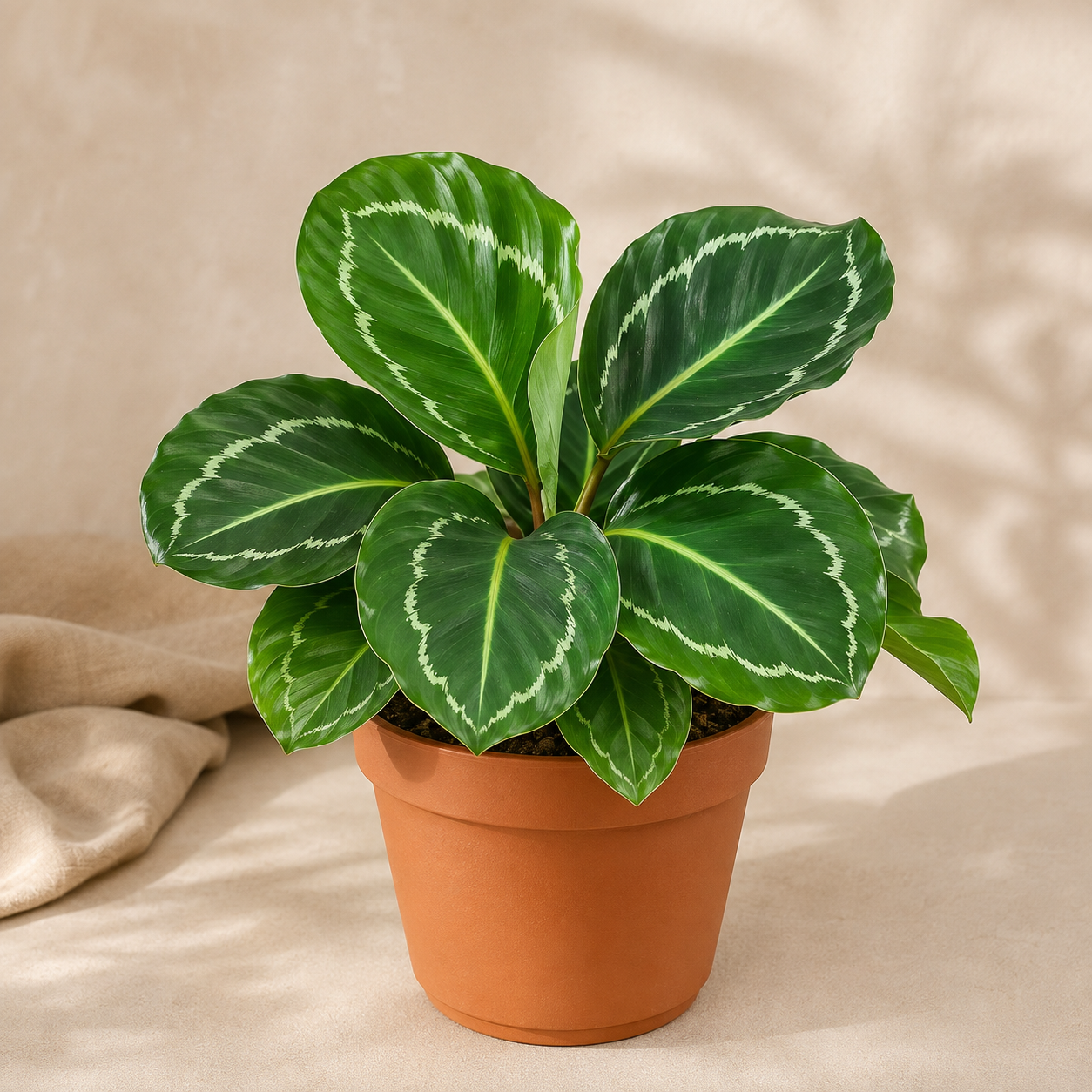 Calathea 'Medallion' | Office Plant