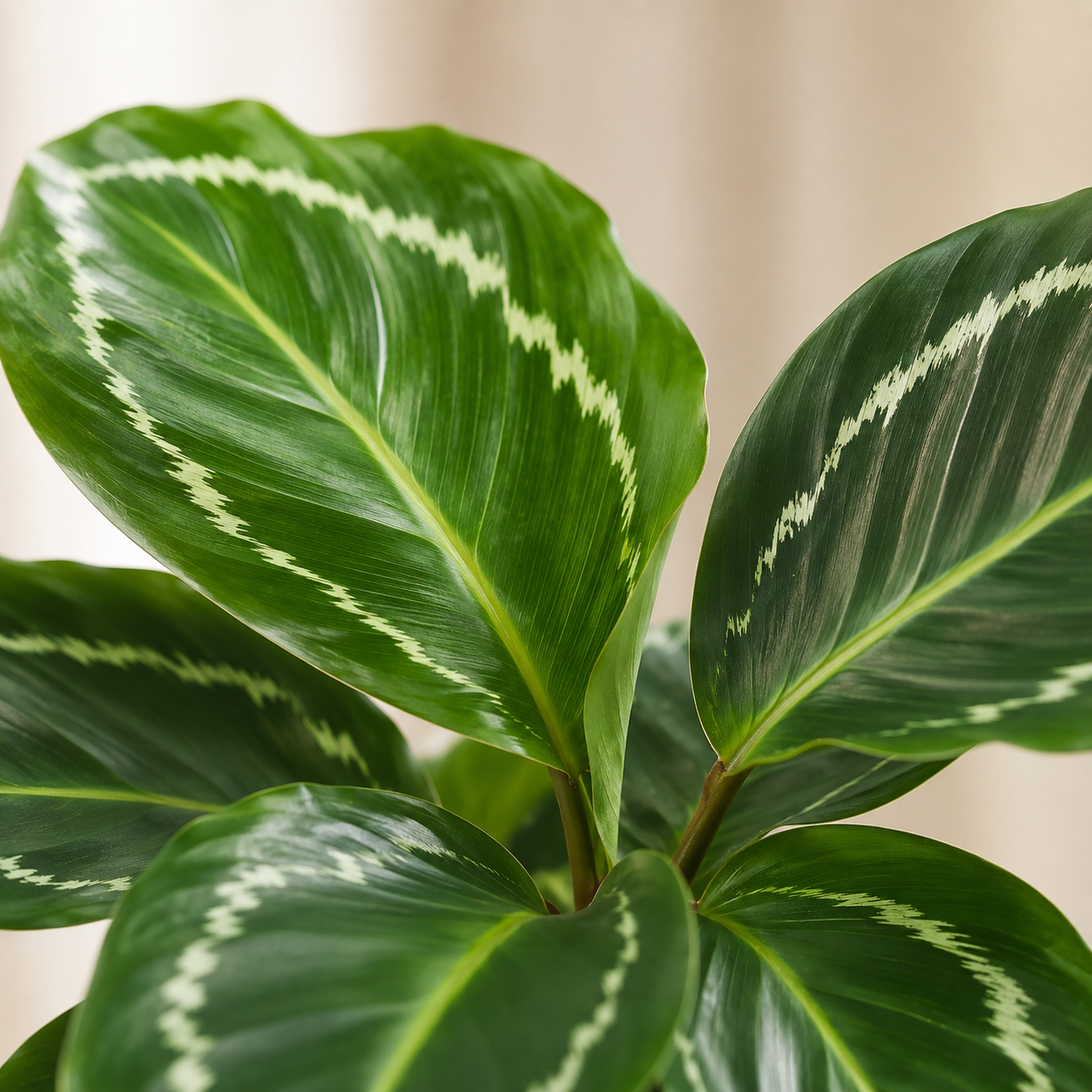 Calathea 'Medallion' | Office Plant