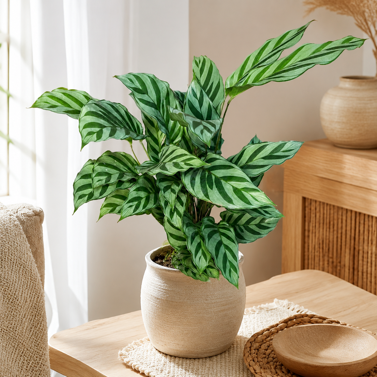 Calathea Freddie | Office Plant