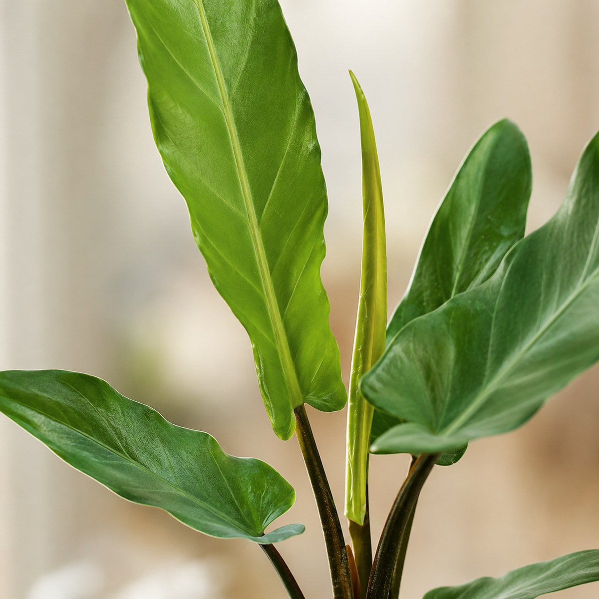 Alocasia Lauterbachiana | Home Plant