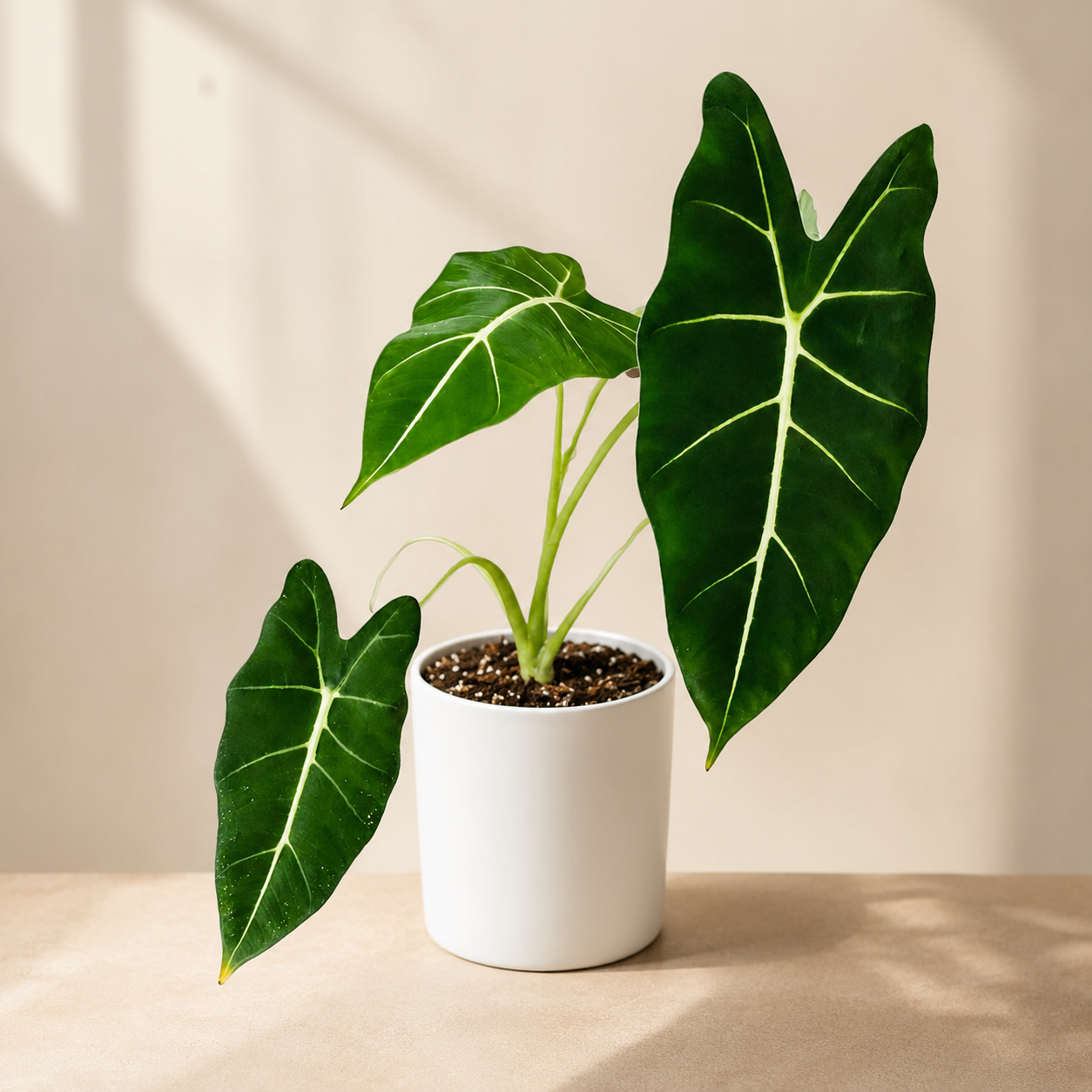 Alocasia 'Green Velvet' | Office Plant