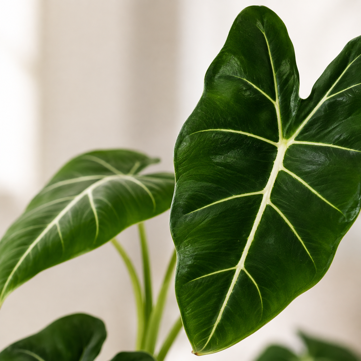 Alocasia 'Green Velvet' | Office Plant