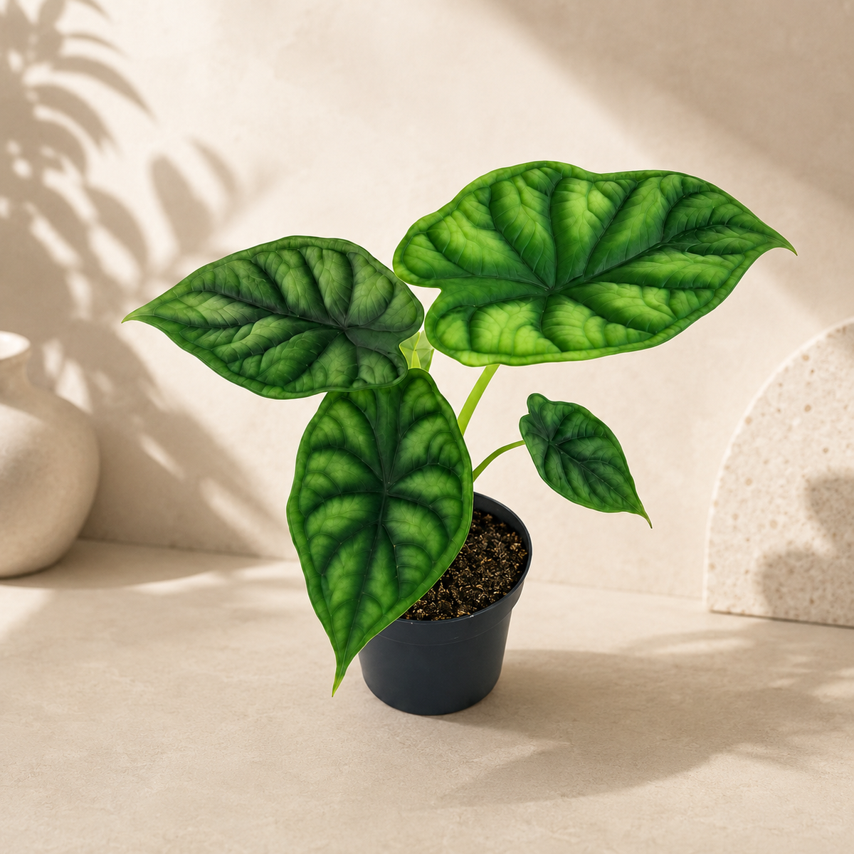 Alocasia 'Dragon Scale' | Plant