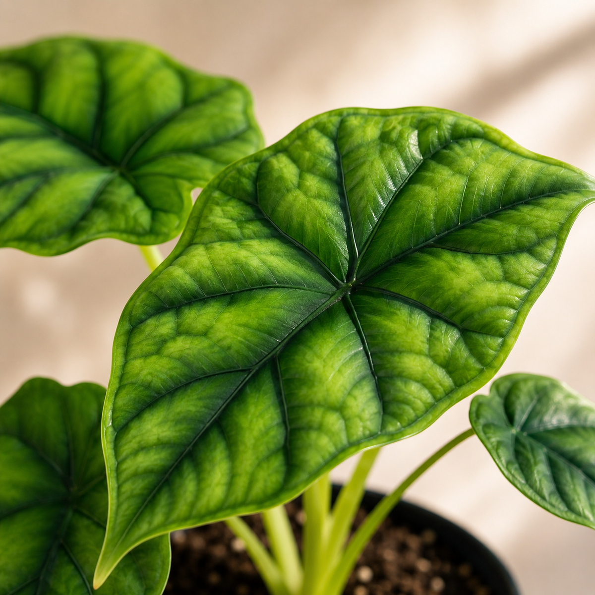 Alocasia 'Dragon Scale' | Plant