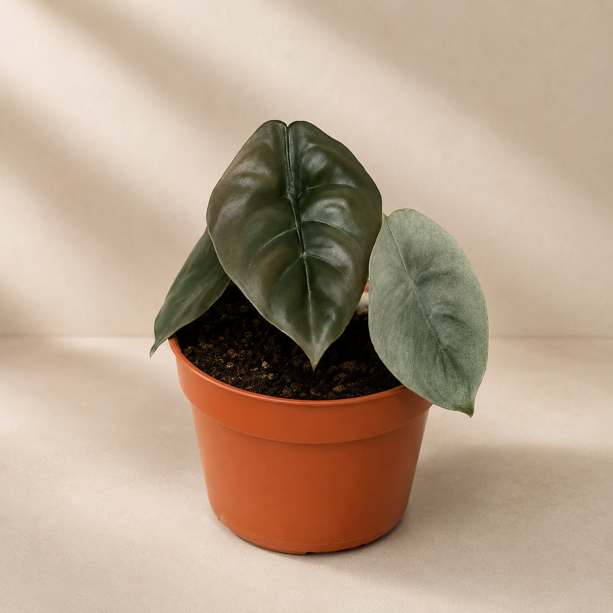 Alocasia Cuprea | Indoor Plant