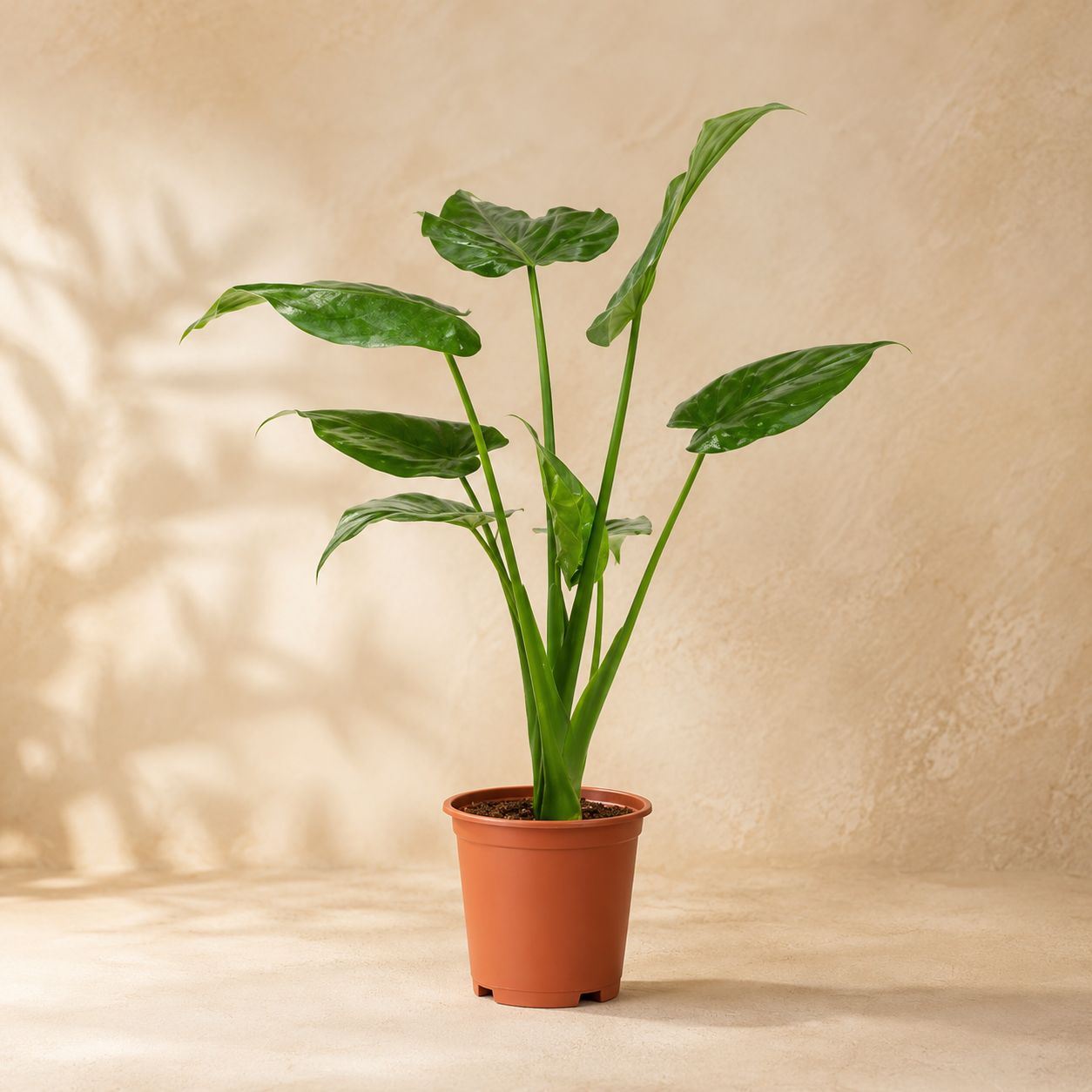 Alocasia Cucullata | Gardening Plant