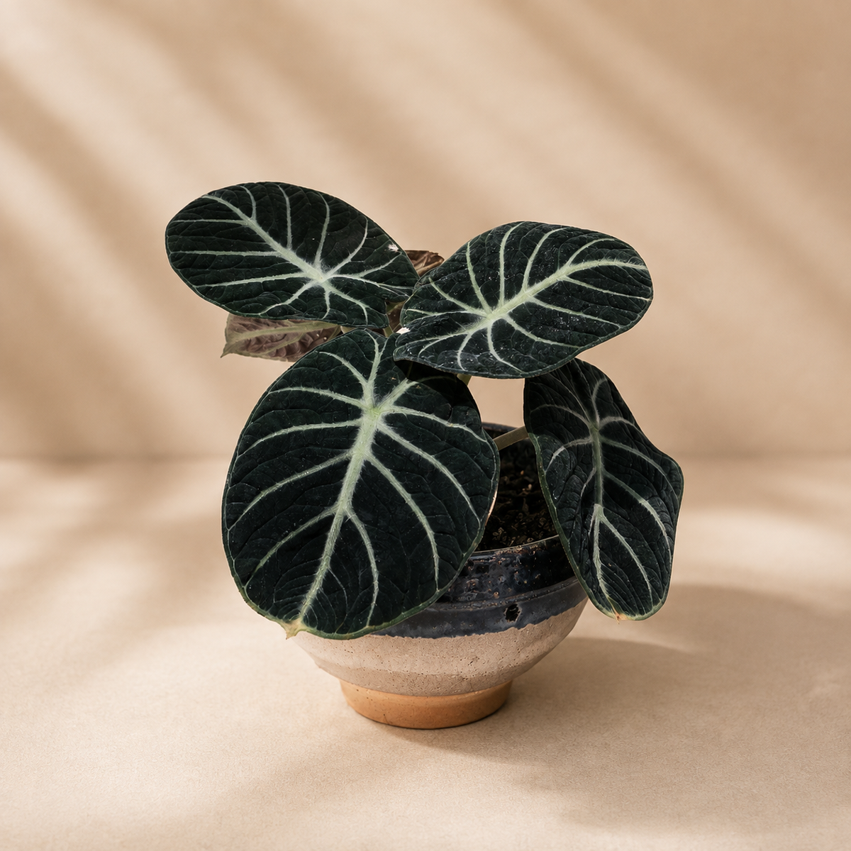 Alocasia 'Black Velvet' | Home Plant
