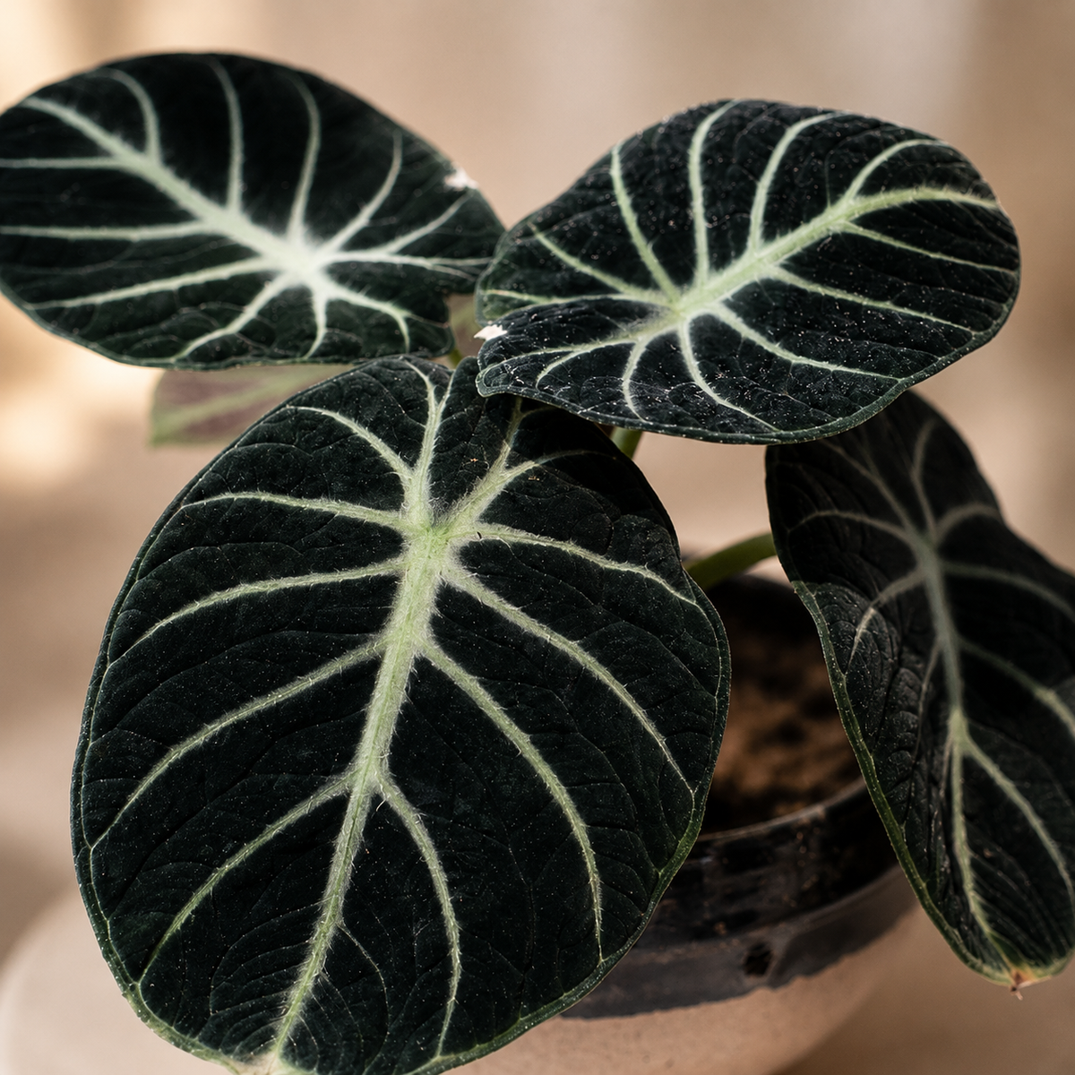 Alocasia 'Black Velvet' | Home Plant