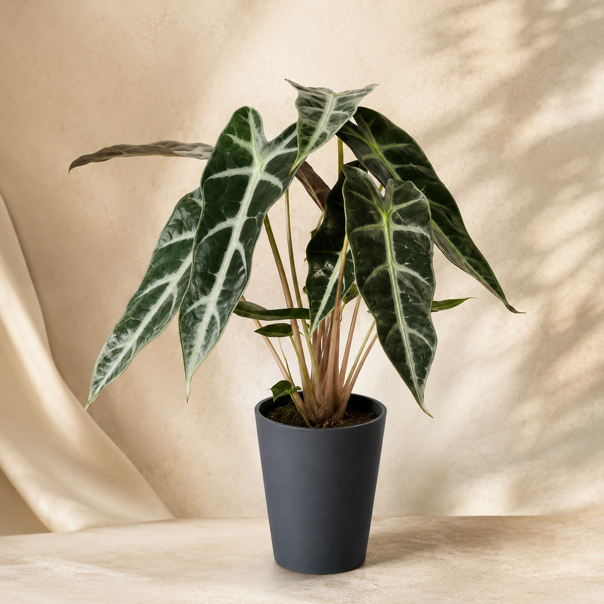 Alocasia Bambino | Plant