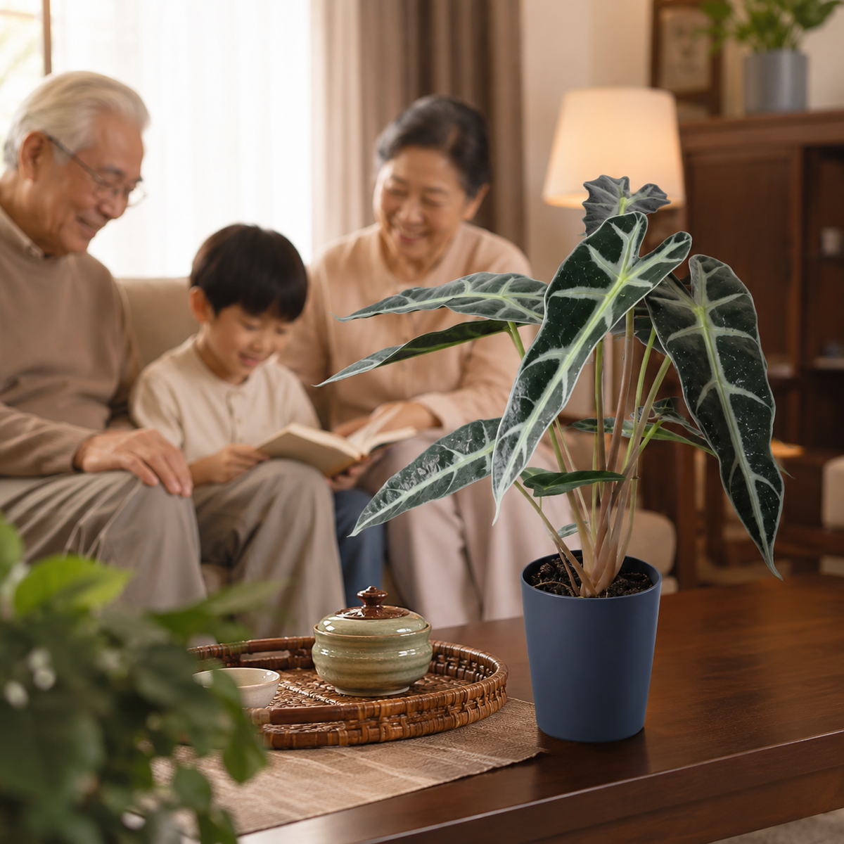 Alocasia Bambino | Plant